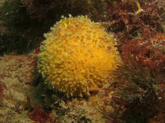 Tethya citrina
