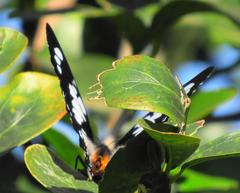 Charaxes wakefieldi