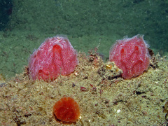 Aplidium elegans
