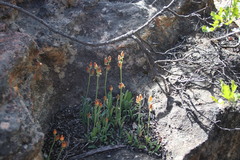 Ornithogalum maculatum