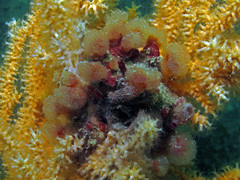 Morchellium argus