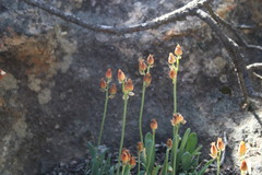 Ornithogalum maculatum