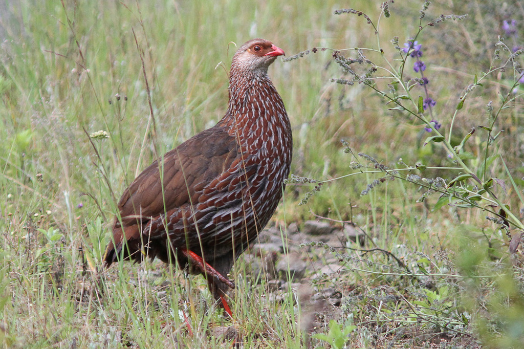 Jackson's Spurfowl photo
