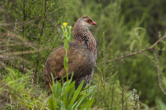 Jackson's Francolin photo 1