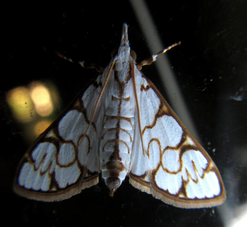 Goldlace Ivory