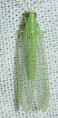 Pseudomallada benedictae