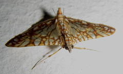 Synclera traducalis