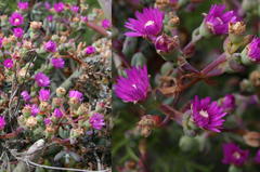 Ruschia cradockensis