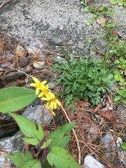 Senecio taitungensis