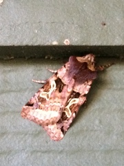 Cerastis enigmatica