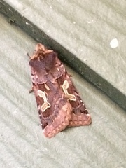 Cerastis enigmatica