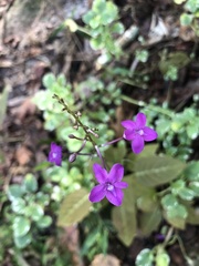 Pseuderanthemum alatum