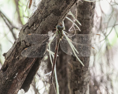 Triacanthagyna caribbea
