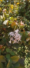 Carissa bispinosa