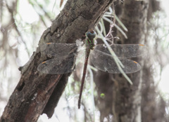 Triacanthagyna caribbea