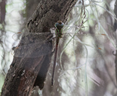 Triacanthagyna caribbea