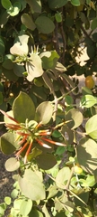 Carissa bispinosa