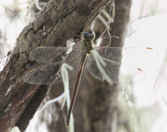 Triacanthagyna caribbea