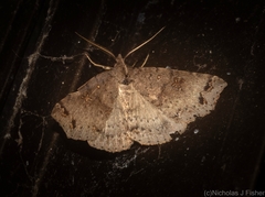 Lithilaria proestans