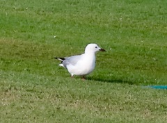 Chroicocephalus hartlaubii