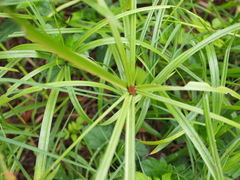 Cyperus aromaticus