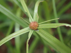 Cyperus aromaticus