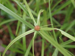Cyperus aromaticus