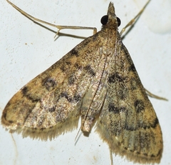 Dolicharthria bruguieralis