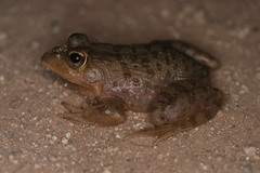 Amietia fuscigula