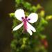 Pelargonium hermanniifolium - Photo (c) Tony Rebelo, algunos derechos reservados (CC BY-SA), uploaded by Tony Rebelo