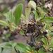 Brachylaena ilicifolia - Photo (c) Tony Rebelo,  זכויות יוצרים חלקיות (CC BY-SA)