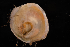 Pododesmus patelliformis