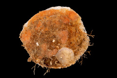 Pododesmus patelliformis