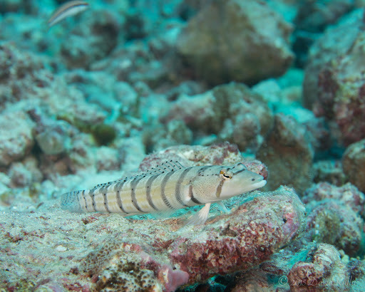 Phoenix Sandperch