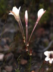 Tritonia flabellifolia