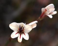 Tritonia flabellifolia
