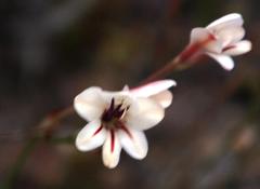 Tritonia flabellifolia
