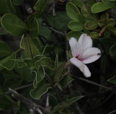 Barleria irritans