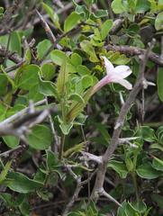 Barleria irritans