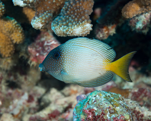 Bluespotted bristletooth (Ctenochaetus marginatus) — Acanthuridae