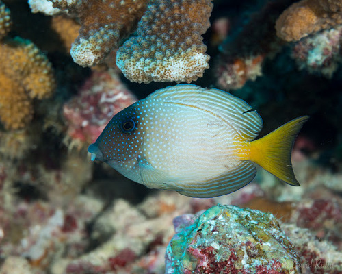 Bluespotted bristletooth (Ctenochaetus marginatus) — Acanthuridae
