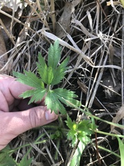 Ranunculus pensylvanicus