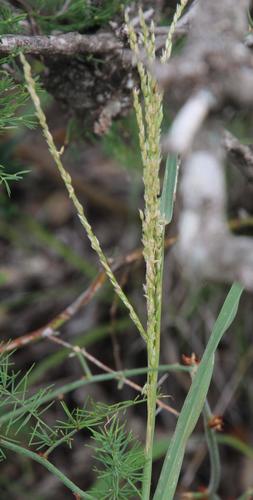 Silver Finger Grass (Digitaria argyrograpta)