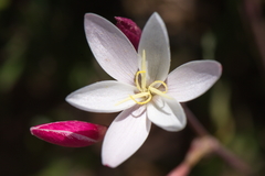 Hesperantha cucullata