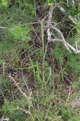 Digitaria argyrograpta