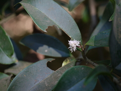 Chionanthus mala-elengi