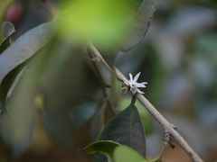 Chionanthus mala-elengi