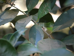 Chionanthus mala-elengi