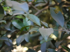 Chionanthus mala-elengi