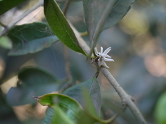 Chionanthus mala-elengi